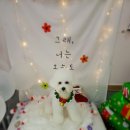 늘, 이쁘개 네이버블로그