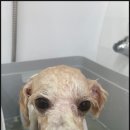 도그도감 이미지