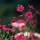 황금돼지식당 이미지