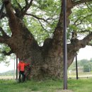 영풍 단촌리 느티나무 이미지