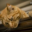 참사랑동물병원 이미지