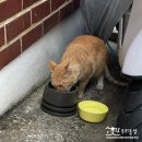 까칠이돼지 이미지