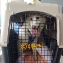 우진켄넬 | 진돗개 복순이와 함께하는 제주도 여행 (2) - 1일차