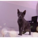 더케이펫 강아지분양 이미지