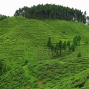 홍차 티클래스 이미지