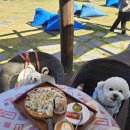 히든스테이크 | 울산 간절곶 히든블루 애견동반 카페 방문 후기🌊