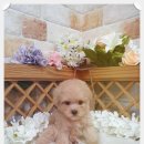 야옹아멍멍해봐(주월점) 이미지