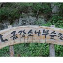 (테마산행 2탄) 울진 금강 소나무숲길 갑니다 / 2013년 7월26~27일 (무박) 이미지