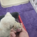 장군켄넬 이미지