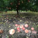 장씨농장 이미지