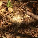 살구정이 이미지