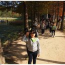 우포의 숲속 이미지