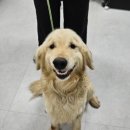 웰니스펫뷰티 이미지