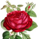 보테니컬아트(색연필그림) 이미지