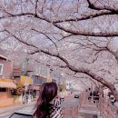삼익아파트_하 | [부산여행] 부산 벚꽃 명소 :: 온천천 • 광안리 남천동 벚꽃무료 자전거 데이트 추천