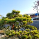 세종조경농원 이미지