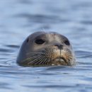 보령국민체육센터 수영장 이미지