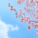 광주시립합창단 기획연주회<합창을 화합의 장으로, 합창을 화합의 도구로> 이미지