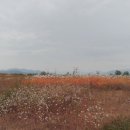 대산문화체육공원(야구장) 이미지