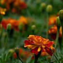 행복덩어리 이미지