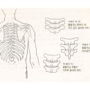 경추의 Facet joint 각도 이미지