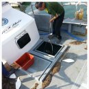 신진도조이 이미지