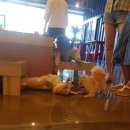 멍뭉호텔 이미지