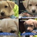 동물농장 이미지