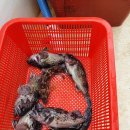 설봉호선상낚시