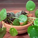 필레아페페 화이트스플래쉬와 모히또 키우기 이미지