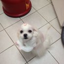 미니 앤 바니 애견샵 이미지