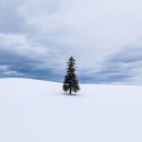 탄탄마을공방 | 삿포로 여행 비에이 자유여행VS투어 비교 추천코스 준페이 나홀로나무 닝구르테라스