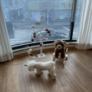 도그싸롱 이미지