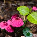 발전소천 | 한국시: 김명리(4) &lt;그 사이&gt; 외