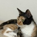 동물보육원 용인지부 이미지