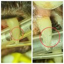 자양동물병원 이미지