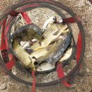 정안 낚시터 이미지