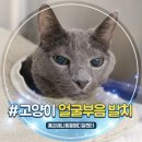보람메디컬 | 15살 고양이 얼굴 부음 발치와 스케일링 후기