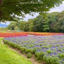 꽃다래공원 | 함양 상림공원(상림숲) 가족 나들이 경남가을피크닉 명소 경남꽃구경 코스 총정리