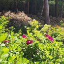상주은모래비치3 | 남해 용문사. 상주 은모래비치 [남해 혼여행 3일차]