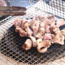 바다장어산꼼장어 이미지