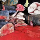 어구물양장 이미지