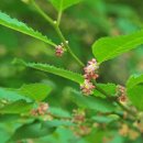 (주)청산녹수 | 청산도 절로절로 : 송시열(宋時烈, 1607~1689) ?김인후(金麟厚)?