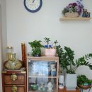 구산솔밭 이미지