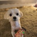 프랑소와펫 AK광명점 | 프랑소와펫 네추럴고메 새콤달콤 딸기와 망고 강아지 비건 간식