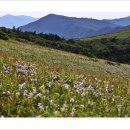 화원삼거리 | 천상의 화원 소백산(2025.07.31)