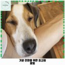 도도한댕댕 | 답십리제1동 애견카페 브릭독 플레이그라운드 가격 및 후기 추천 리뷰 주차 예약 알아볼까요