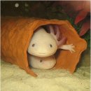 [보드게임/후기] 청주 모임 (20110801)
