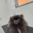 로이애견 이미지