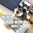 메이드독 이미지